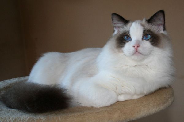 Calaquendi JungleKey.fr Image